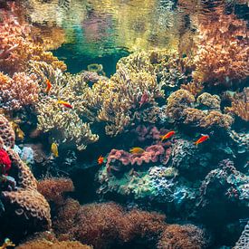 Kleurrijke onderwaterwereld met zeeanemonen, koralen, algen en kleurrijke vissen aquascape.. van Jelena Jovanovic Fine Art