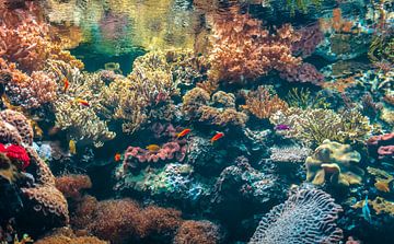 Farbenfrohe Unterwasserszene mit Seeanemonen, Korallen, Algen und bunten Fischen Aquascape.. von Jelena Jovanovic Fine Art