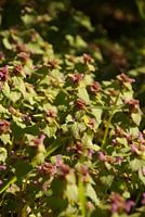 closeup bloemen
