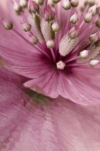 Nahaufnahme rosa Astrantia Major mit abstrakter Reflexion