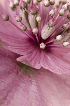 Close-up roze Astrantia Major met abstracte spiegeling van Marjolijn van den Berg