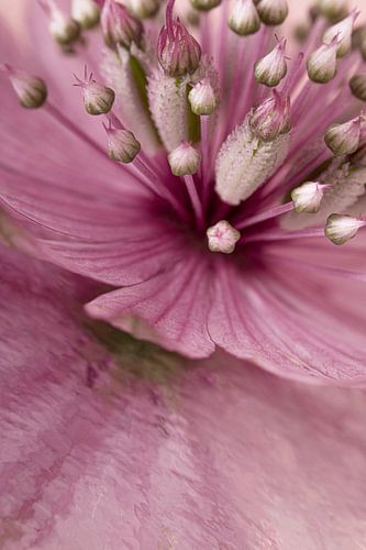 Gros plan d'Astrantia Major rose avec reflet abstrait