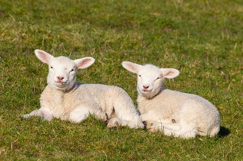 Schapen lammeren