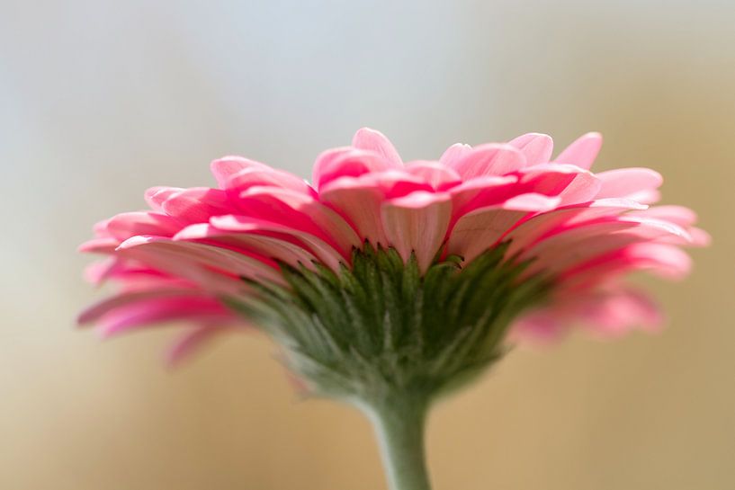 Gerbera by Marga Vroom