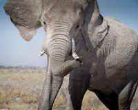 Majestueuze Aanwezigheid: Close-up van een Olifant in Etosha, Namibië