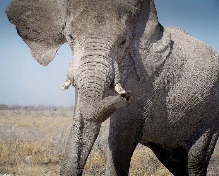 Boze olifant in Etosha, Namibië van Arthur van Iterson