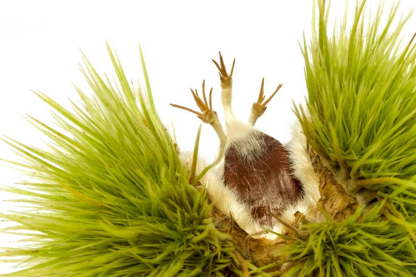 Fruit Sweet chestnut by Tanja van Beuningen