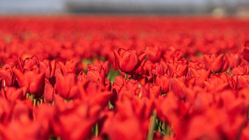 Rode tulpen op bloemenveld in Flevoland (Nederland)