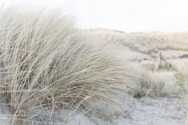 Helmgras Vlieland sur Dave Oudshoorn