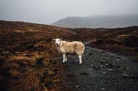Schottland Schaf von Merijn Geurts Miniaturansicht