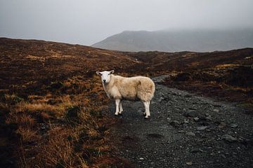 Schottland Schaf von Merijn Geurts