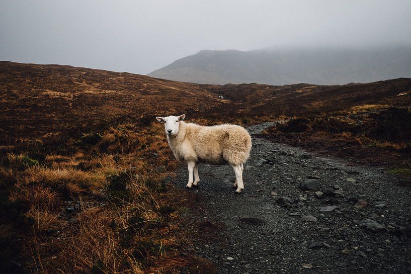 Schottland Schaf von Merijn Geurts