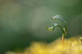 Nieuw leven van Dick Hoogenboom