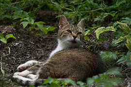 Die Katze sieht, wie sich etwas bewegt von Hilde Remerie Fotografie und digitale Kunst