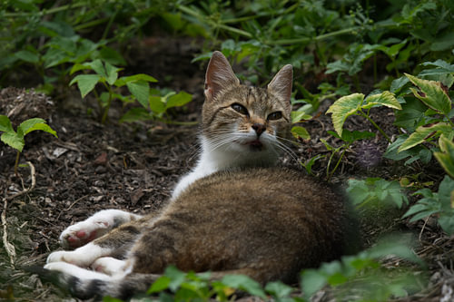 The cat sees something moving by Hilde Remerie Photography and digital art