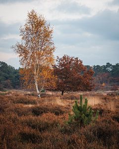 Arbres d'automne dans les Dunes de Drunense sur Zwoele Plaatjes