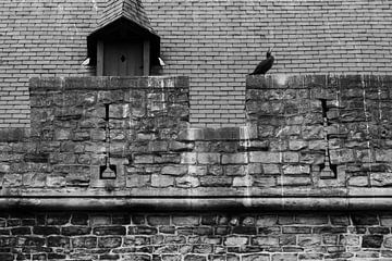 Cormoran sur le toit de Geeraard, la pierre du diable sur Jan van Bizar