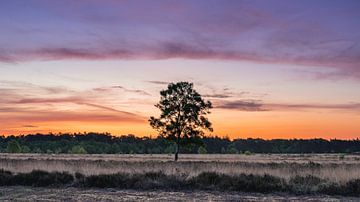 Early morning tree van Sonny Vermeer