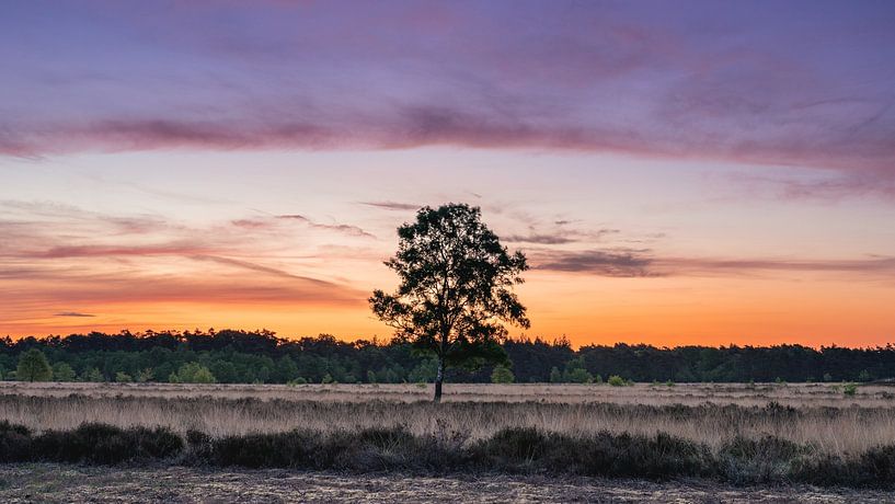 Early morning tree van Sonny Vermeer