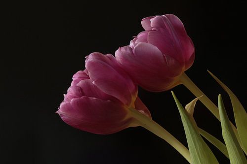 Twee roze tulpen