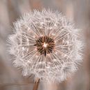 Dendelion seed head by Christa Krus thumbnail
