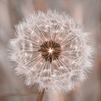Dendelion seed head
