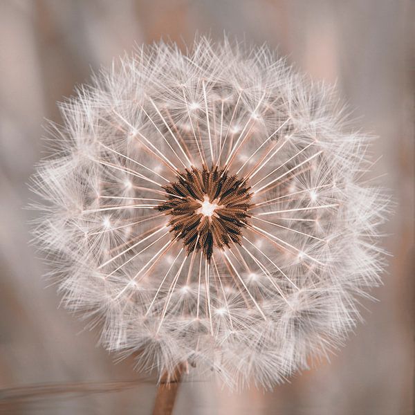 Dendelion seed head by Christa Krus
