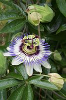 Natur, Pflanze, Passionsfrucht
