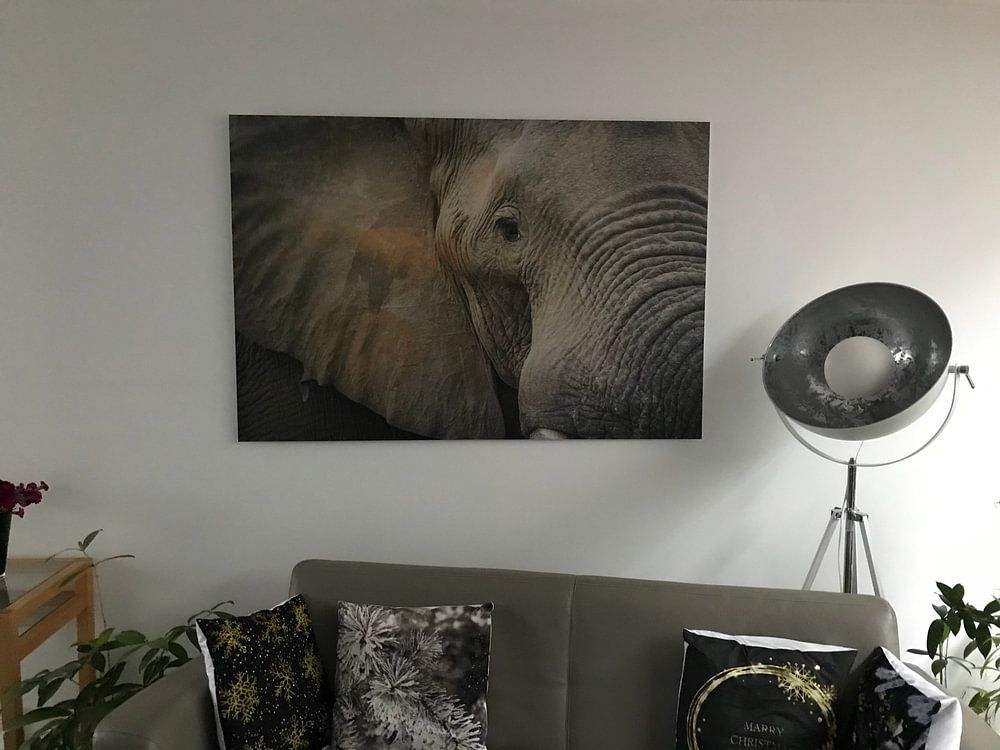 Close up van een olifant  by   