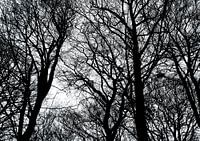 Black branches
