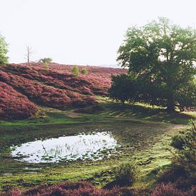 Blooming misty morning in Dutch National Park Veluwezoom by Wahid Fayumzadah