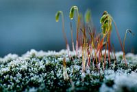 Frosty Moss