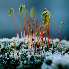 Frosty Moss sur Leon Buijs