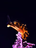 UNDERWATER ART - NUDIBRANCH