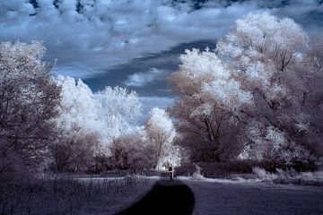 Tussen licht en werkelijkheid van Rik Moors