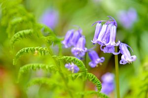 Les cloches bleues dans une forêt au printemps sur Sjoerd van der Wal Photographie