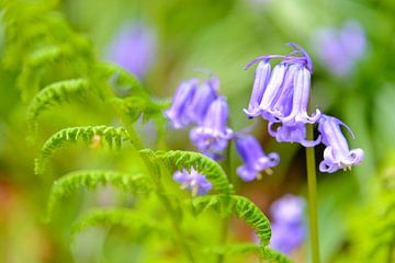 Blauglocken in einem Wald im Frühling von Sjoerd van der Wal Fotografie