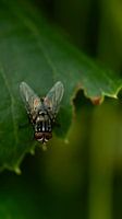 Fly on leaf