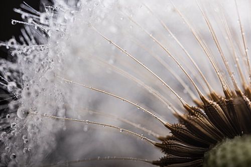 Witte pluisjes van een de paardenbloem (dandelion)
