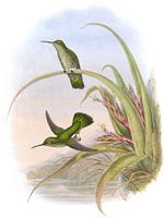 Spotted-Bastent Summing-Bird, John Gould