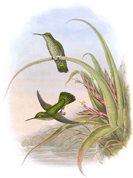 Gesplitste borsten, zoemende bird, John Gould van Hummingbirds