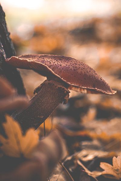 Champignon par Denise Tiggelman