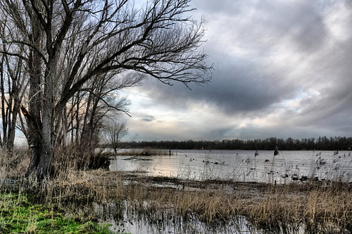 Brabantse Biesbosch