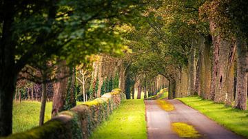 Autumn alley by Robert Ruidl