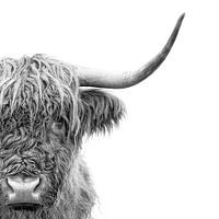Schotse Hooglander