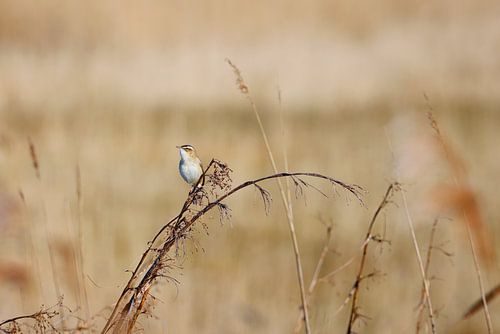 Gesang aus dem Schilf - Teichrohrsänger in der Botshol
