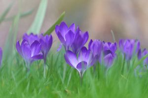 Lente, krokussen in het gras