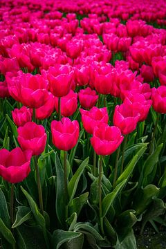Roze tulpen van Lisette van Leeuwen