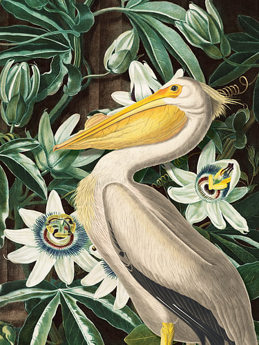 The Pelican and the Passionflower