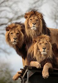 Lions by Frank Smedts